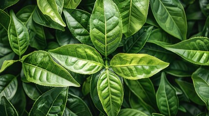 Poster - Green tea leaves, fresh and vibrant background, closeup photography of the entire plant in full bloom. A large area covered with green tea leaves, full colors, natural light, top view. Generative AI.
