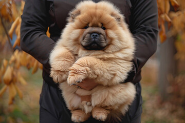 Wall Mural - a person holding a small dog in their arms