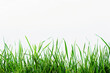 © Alexandra - Green grass blades are growing over a white background creating a natural border