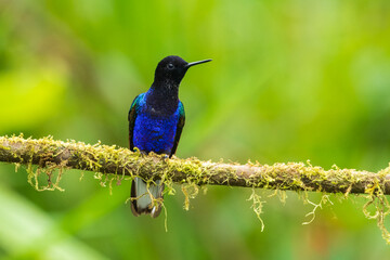 Wall Mural - The Velvet-purple Coronet is a particularly beautiful large hummingbird of humid forest along the pacific slope of the Andes in northwest Ecuador (occasionally south to El Oro province), and southwest