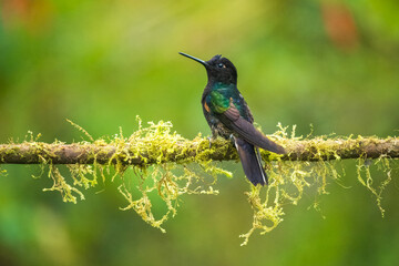 Wall Mural - The Velvet-purple Coronet is a particularly beautiful large hummingbird of humid forest along the pacific slope of the Andes in northwest Ecuador (occasionally south to El Oro province), and southwest