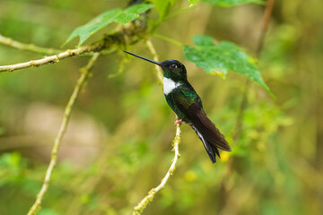 Wall Mural - Collared Inca - Coeligena torquata hummingbird found in humid Andean forests in Venezuela, Colombia, Ecuador, Peru and Bolivia, white chest-patch, flower nectar especially from bromeliads.