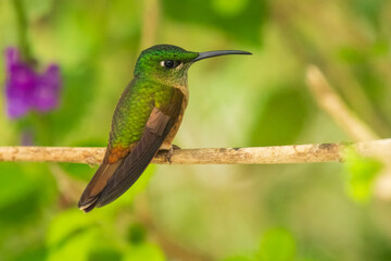 Wall Mural - Fawn-breasted Brilliant Hummingbird in flight, 4K resolution, best Ecuador humminbirds
