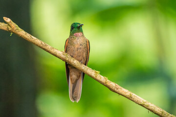 Wall Mural - Fawn-breasted Brilliant Hummingbird in flight, 4K resolution, best Ecuador humminbirds
