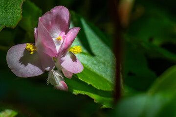 Sticker - flower in a garden