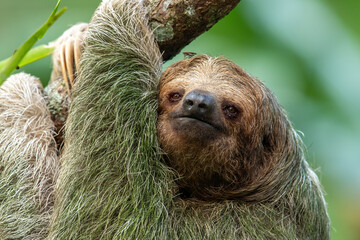 brown-throated sloth (bradypus variegatus) is a species of three-toed sloth found in the neotropical