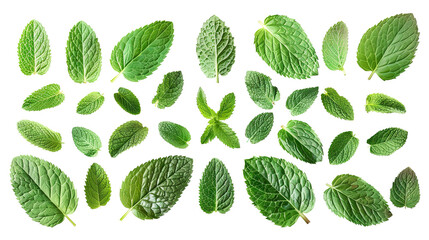 Set of fresh mint leaves, cut out