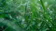 © The Little Hut - Macro spiders web covered in large rain drops after an afternoon rain shower with a blurred background of green grass : Generative AI