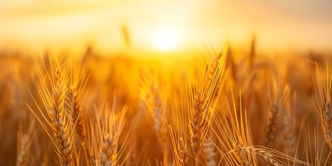 Wall Mural - Golden wheat field at sunset perfect for naturethemed photos with copy space. Concept Nature Photography, Sunset Captures, Outdoor Photoshoot, Copy Space, Wheat Field Portrait