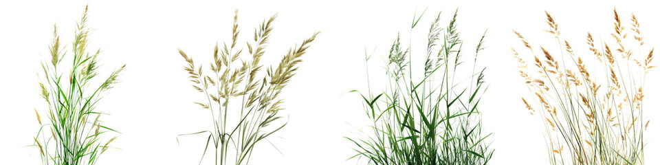 Wall Mural - Collection of Nature tall meadows grass isolated on transparent or white background