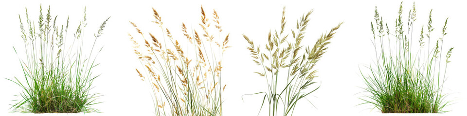 Wall Mural - Collection of Nature tall meadows grass isolated on transparent or white background