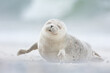 © Erika Valkovicova - Cute seal pup enjoying the sea breeze with closed eyes in white sand on Dune island in northern Germany