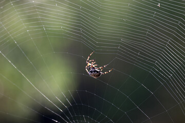 Wall Mural - Spider weaves a web