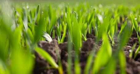 Wall Mural - green sprouts of cereal rye in spring, a field with a new crop of rye in Europe