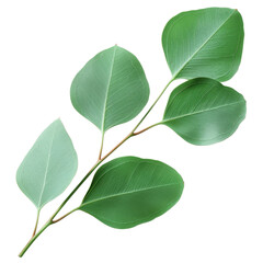 Eucalyptus branch with leaves representing botanical nature and aroma clipart on transparent background