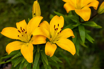 Wall Mural - yellow lily flowers