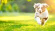 © Sina Ettmer - Australian Shepard Welpe rennt über die Wiese
