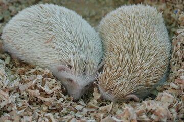 Wall Mural - Hedgehogs have a coat of sharp spines or quills on their backs, which they use for protection. These spines are made of keratin, the same protein that makes up human hair and nails.|刺蝟