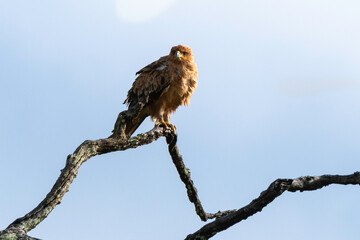 Poster - Aigle botté,.Hieraaetus pennatus, Booted Eagle