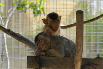 Poster - Baby monkeys are incredibly adorable and captivating, often attracting attention with their playful and curious nature. |小猴子