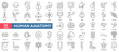 © yudi - Human Anatomy Icon Collection Set. Easy To Use, Easy To Edit And Simple Line Vector Icons.