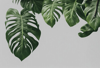 Wall Mural - Jungle tree trunk with climbing Monstera (Monstera deliciosa creeper vine) isolated on transparent b