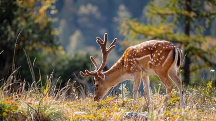 Poster - Deer with endearing demeanor grazing