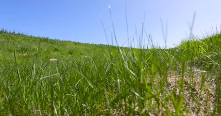 Wall Mural - green grass in spring, part of a field with green grass in sunny weather