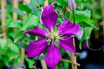 Wall Mural - Close-up of a vibrant purple clematis flower with green leaves in a garden setting