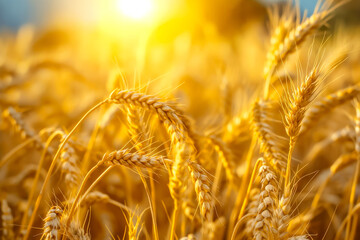 Wall Mural - Golden wheat field basking under the warm autumn sun, symbolizing bountiful harvest and agricultural abundance 