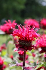 Wall Mural - Bee balm flowers in the garden 