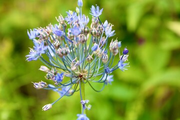 Wall Mural - Blue Allium bloom 