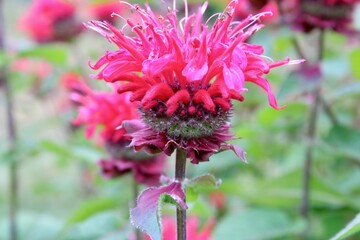 Wall Mural - Bee balm garden 