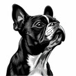 © MagnusCort - A black and white drawing of a Boston Terrier dog