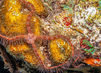 Wall Mural - Brittle stars on coral reef feeding