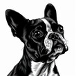 © MagnusCort - A black and white drawing of a Boston Terrier dog