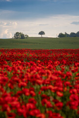 Polish landscape with poppies shows a vibrant field of red poppies swaying in the breeze, set against a backdrop of green meadows and distant hills, under a clear blue or softly clouded sky.