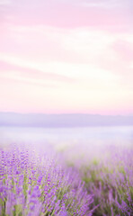 Wall Mural - Beautiful image of lavender.Blossom field