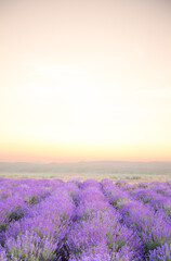 Wall Mural - Beautiful image of lavender. Blossom field