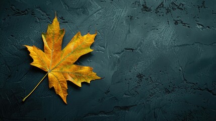 maple leaf in yellowish green on dark backdrop with space for text