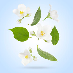 Wall Mural - Beautiful jasmine flowers with leaves in air on light blue background