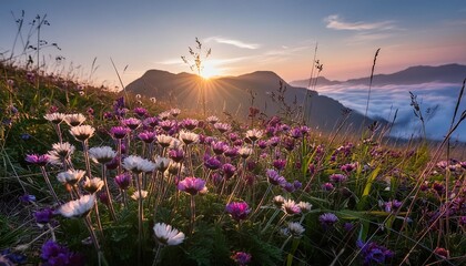 Wall Mural - wildflowers in a meadow sunrise background morning aesthetic