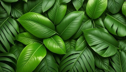 green tropical leaves as background
