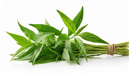 Wall Mural - fresh organic andrographis paniculata or green chiretta plant with stem leaves branches and use as medicinal herb isolated on blank background with clipping path