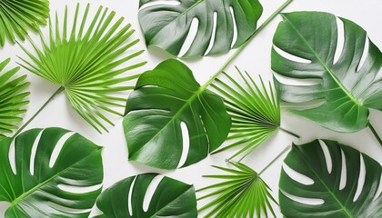 Wall Mural - banner of green tropical palm leaves monstera on white background flat lay top view