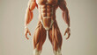 © Lila Patel - Muscles are the foundation of physical prowess: Illustrate a strong, muscular figure standing confidently, symbolizing that muscles are the foundation of physical strength and ability