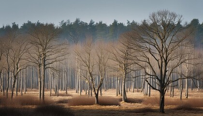 Wall Mural - early spring trees without leaves in the forest against many trees background