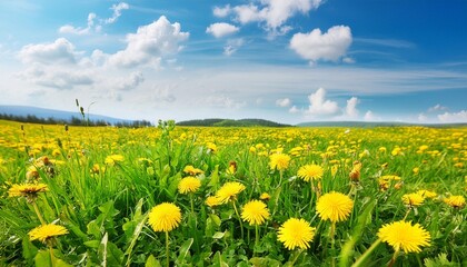 Wall Mural - beautiful meadow field with fresh grass and yellow dandelion flowers in nature against a blurry blue sky with clouds summer spring natural landscape