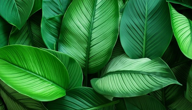 green leaf texture dark green foliage nature background tropical leaf