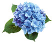 © admin_design - A single blue hydrangea flower with green leaves isolated on a white background.